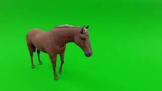 Brown Horse Green Screen Footage 