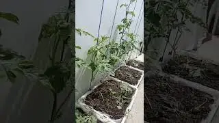 growing water melon at home #gardening #shorts #satisfying #asmr #garden #homegarden