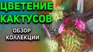 Цветение и бутонизация кактусов. Обзор моих кактусов. Уход за кактусом.