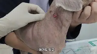 푸들 피부종양 제거 마취와 수술없이