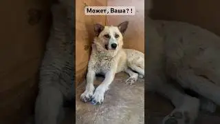 Такой красоте не место в приюте! 