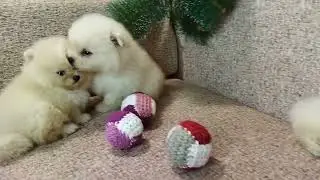 Померанский шпиц.1.5 мес ПРОДАЮТСЯ