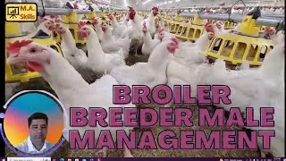 Introduction to broiler breeder male management