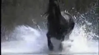 equestrian dance party - angel in the night
