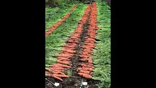 I plant carrot seeds on tape and always get a great harvest.
