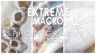 Macro photography on a budget part two: Extreme close-up with macro bellows