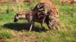 WILDLIFE // Reasons why hyenas mate // fahamu sababu zinazowafanya fisi kufanya mapenzi muda mrefu