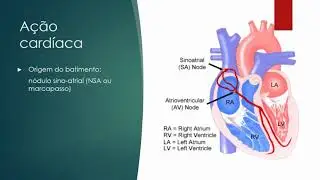 sistema cardiovascular 2