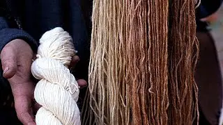 Dyeing Yarn With Tansy And Oak Apples