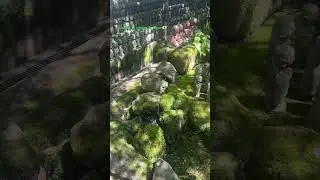 relaxing nature sounds #asmr #naturesounds #relax