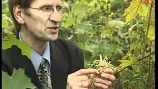 Polygonatum multiflorum (купена многоцветковая)