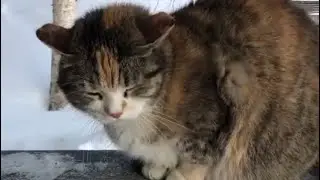 Спас кошку от собаки