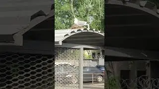 Чайка на крыше остановки