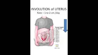 Obstetrics Involution define rate Uterus