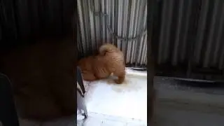 Щенок Чау-чау Кира и первое боевое дежурство