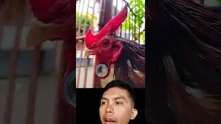 walaupun ayam ini ayam punk tapi dia tetap mandi 1 hari 3 kali
