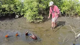 Swamp Adventure - Catching Huge Mud Crabs at Swamp after Water Low Tide