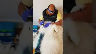 Anesthesia Free Pet Dental