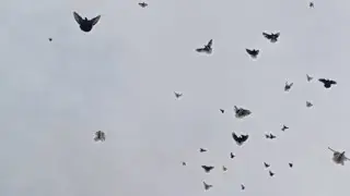 Николаевские голуби Крым.