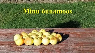 Minu õunamoos
