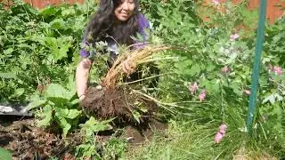 Starting a shade garden & transplanting bleeding heart