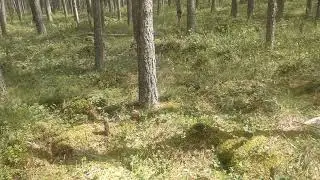 Сбор морошки 2020г.