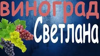 Виноград Светлана
