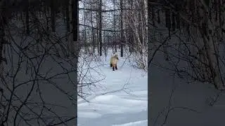 Встреча геодезистов и лиса #геодезия #север #вахта