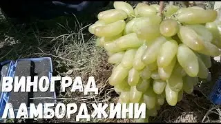 Kishmish Lamborghini grapes, signal bunch on grafting 2021.