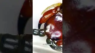 This GIANT CENTIPEDE tried to kill me - under the microscope!