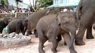 Elephants crossing road at Pinnawala