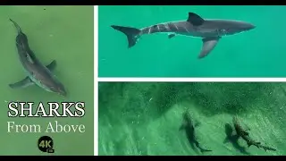 Sharks Swimming: Relaxing Meditative Drone FOOTAGE in 4K