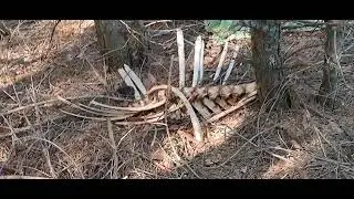 Подранок лося умер 40м от дороги
