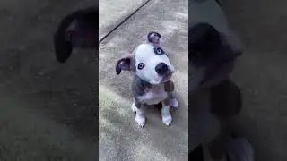 Dogs Grow Up - i'm a big kid now Baby to Adult Dogs #1 #shorts #2