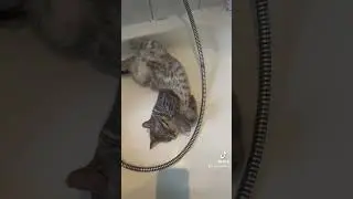 🎥 Приключения Маленьких Котят 🐾#котики #pug