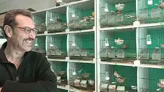 Gölcük Saraylı köyünden kanarya sesleri yükseliyor.