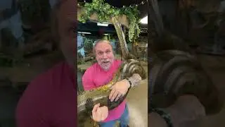 ¡Mi anaconda es enorme y poderosa!