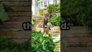the richest pet in the world