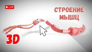 Строение мышц. Изучаем в 3D