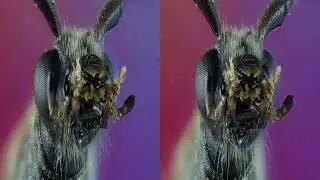 3D VR Longhorn beetle