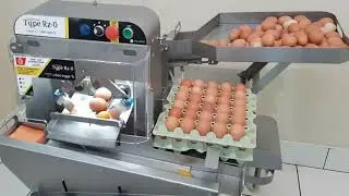 AMAZING EGG PROCESSING TECHNOLOGY AUTOMATIC EGG GRADING & PACKING MACHINE|EGG BREAKING & SEPARATING