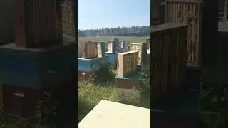 Снимаем мёд. Быстро, не трясём рамки. 