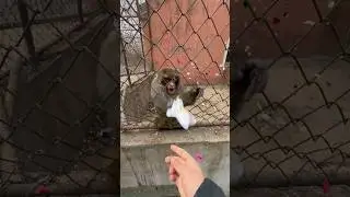 ОБЕЗЬЯНКЕ ЭТО НЕ ПОНРАВИЛОСЬ #tiktok #юмор #прикол