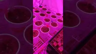 Veg room...update...xxx...Jcake...sweet diesel...peyote wifi...peyote gg...white widow...gg#4...🔥