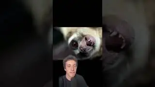 The most adorable animals...that can KILL you! 