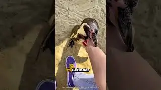 Why you should NEVER touch penguins!
