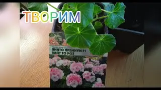 Формирование штамбовой герани, пеларгонии