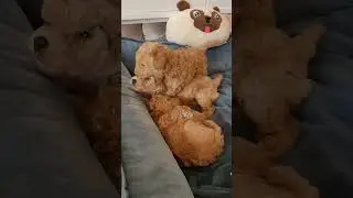 POODLE PUPPIES have joined our FAMILY :)