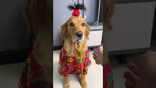 DÜDÜK ÇALMAK BİR SANATTIR :) #köpekler #komikköpekvideoları #eğlencelivideo #videoshow #videoviral