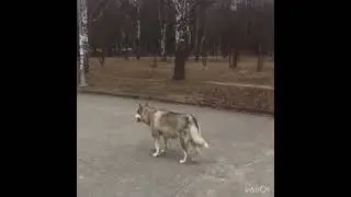 Немецкая овчарка vs волк(Аляскинский Маламут)смотреть до конца,встреча осенью и зимой.